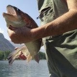 Si les valeurs réglementaires pour les PFAS ne sont pas dépassées dans les perches et les corégones pêchés dans les lacs romands, des dépassements ont en revanche été observés pour la truite et le brochet (photo d'illustration). KEYSTONE/OLIVIER MAIRE
